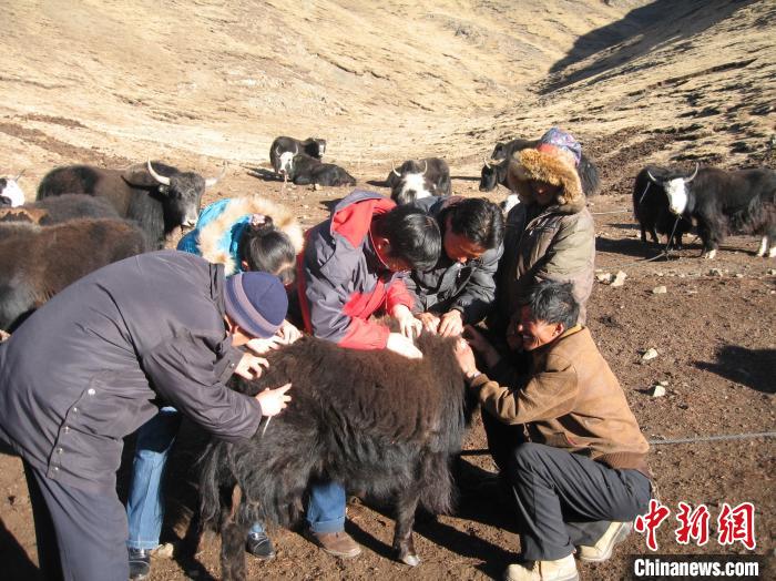 資料圖為研究團(tuán)隊(duì)在青南高原地區(qū)開展了牦牛寄生蟲病流行病學(xué)和防治技術(shù)研究。　 青海省畜牧獸醫(yī)科學(xué)院供圖