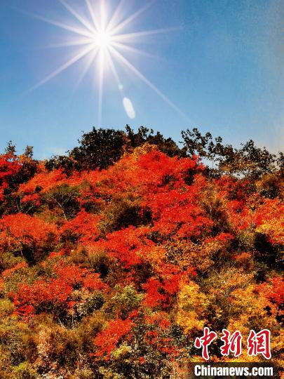萬(wàn)源市紅葉似火。　朱平安 攝