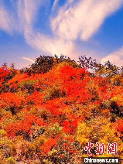 萬(wàn)源深秋紅葉似火?！≈炱桨?　攝