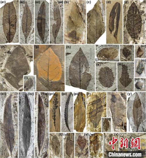 中始新世熱魯化石植物群(4500萬–4000萬年前)。　中科院青藏高原所 供圖
