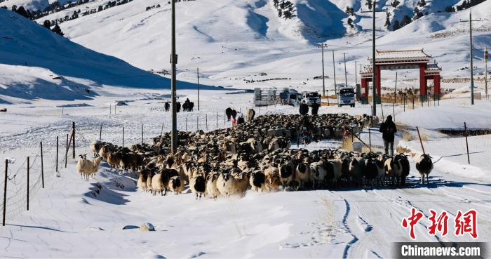 圖為村民在雪地上放牧?！《继m縣融媒體中心供圖