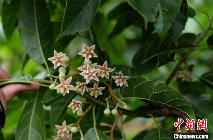 圖為古林箐近地保護(hù)的滇桐首次開花?！±顕?攝