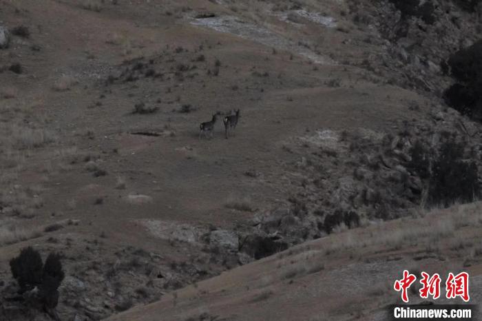 圖為兩只馬鹿在山坡上行走?！〔湃?攝