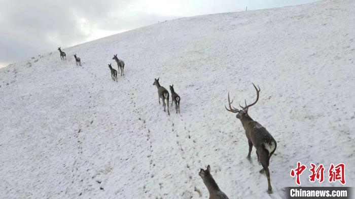 圖為馬鹿群在雪地里行走?！〔湃?攝