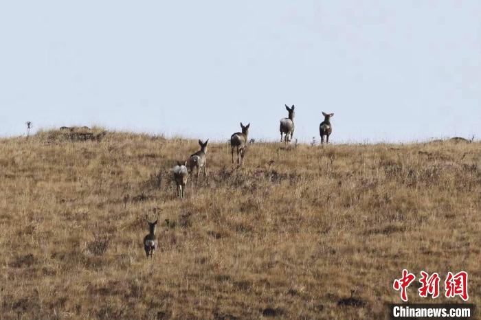 圖為狍鹿在山坡上漫步。　才項南加 攝