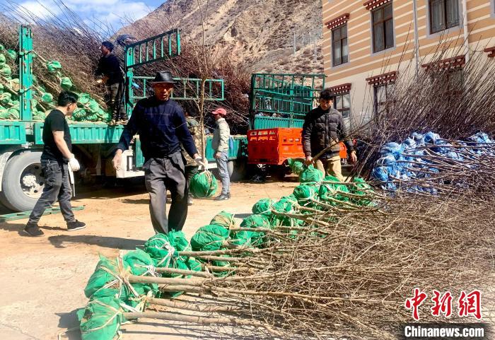 民眾搬運(yùn)苗木?！〔际忻⒖悼h委宣傳部供圖