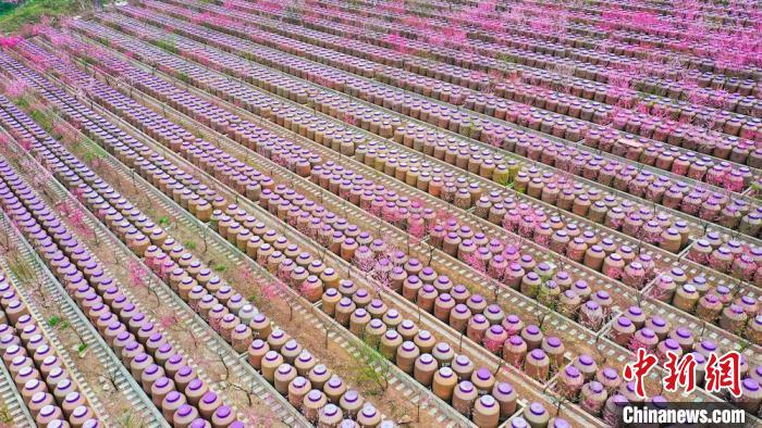 灼灼桃花惹人醉?！㈡?攝