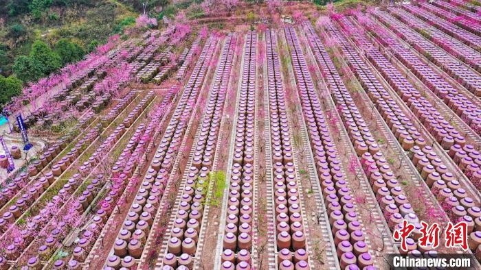 灼灼桃花惹人醉?！㈡?攝