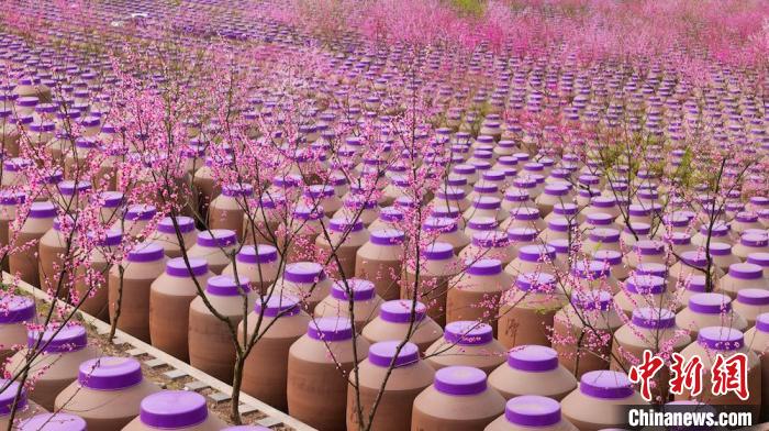 桃花和酒壇相映成趣?！∫足?攝