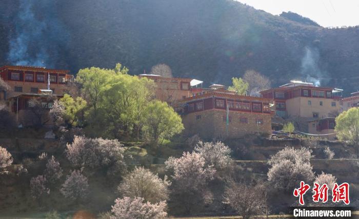 暖陽下白玉縣河坡鎮(zhèn)正在盛開的桃花與藏式民居?！“子袢诿?攝