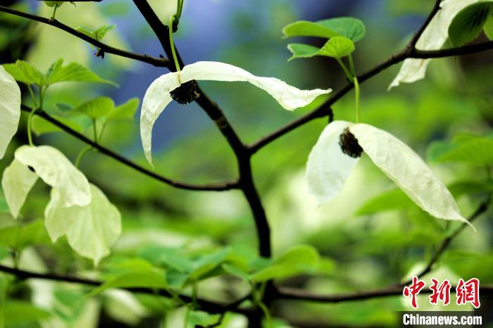 兩片潔白的花瓣隨風(fēng)搖曳就像飛翔的白鴿?！螚?攝