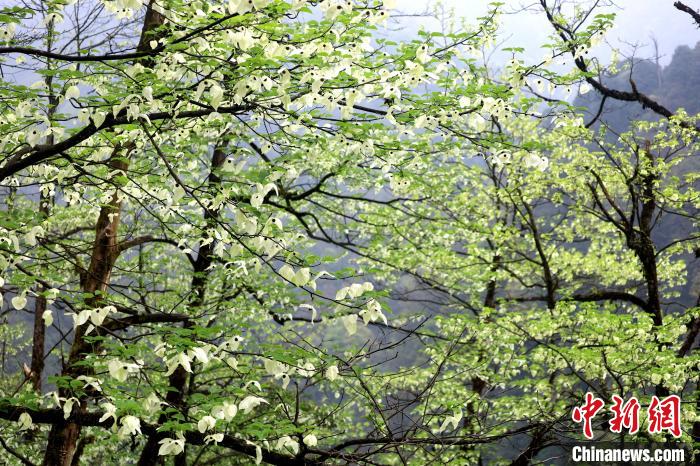珙桐是1000萬(wàn)年前新生代第三紀(jì)留下的孑遺植物，中國(guó)特有的樹種，是國(guó)家一級(jí)瀕危保護(hù)野生植物?！螚?攝