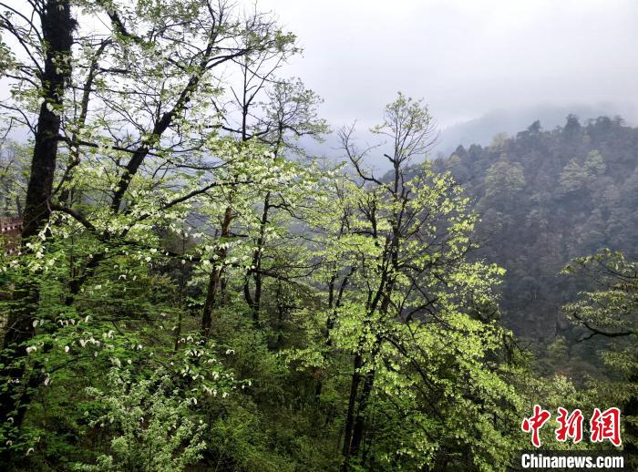 珙桐花朵潔白素雅，與青山雨霧融為一體?！螚?攝