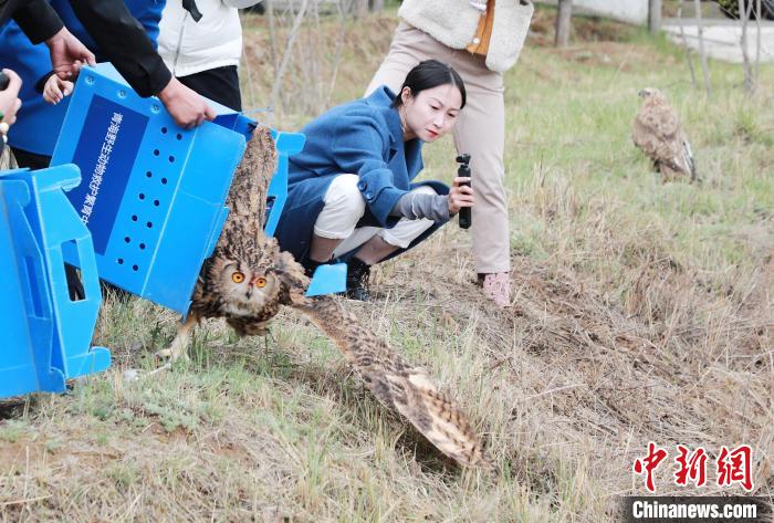 圖為西寧野生動(dòng)物園救護(hù)的雕鸮在西寧市放歸大自然?！●R銘言 攝