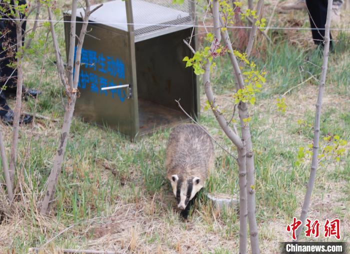 圖為西寧野生動(dòng)物園救護(hù)的狗獾在西寧市放歸大自然。　馬銘言 攝