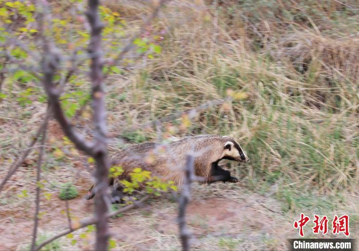 圖為西寧野生動(dòng)物園救護(hù)的狗獾在西寧市放歸大自然。　馬銘言 攝