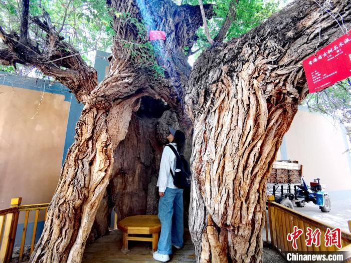 青海海東市阿河灘地質(zhì)文化村：古樹(shù)新枝、丹山碧水