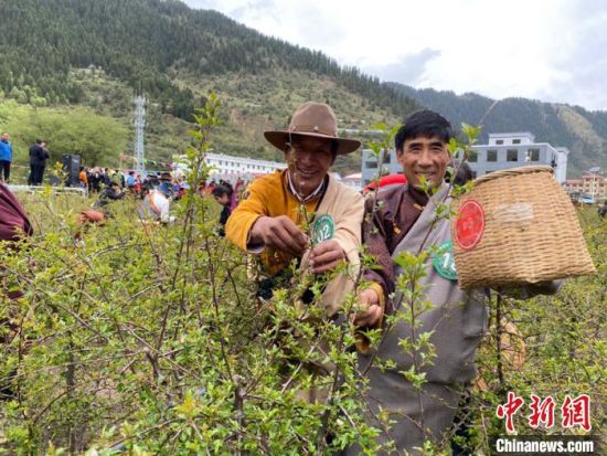 圖為當(dāng)?shù)剞r(nóng)牧民進(jìn)行藏雪茶采摘比賽?！⊥鮿x 攝