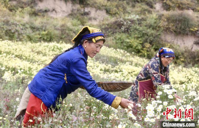 黑水村民在采摘杭白菊。桐鄉(xiāng)市宣傳部提供