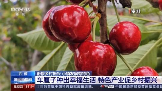 種蘑菇、養(yǎng)駱駝...。。特色產(chǎn)業(yè)助力鄉(xiāng)村振興走新路
