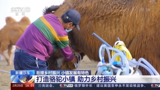 種蘑菇、養(yǎng)駱駝...。。特色產(chǎn)業(yè)助力鄉(xiāng)村振興走新路