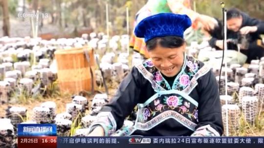 種蘑菇、養(yǎng)駱駝...。。特色產(chǎn)業(yè)助力鄉(xiāng)村振興走新路
