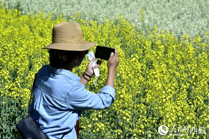 大片油菜花吸引游客到來。人民網(wǎng) 李海霞攝