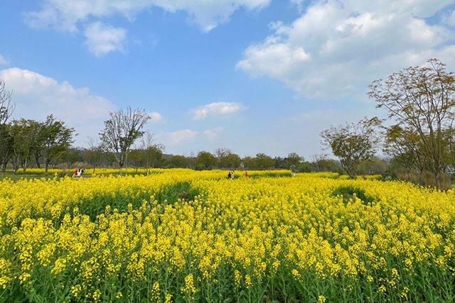 每到油菜花季，就有市民相約到重慶廣陽(yáng)島上踏青賞花。鄒樂(lè)攝