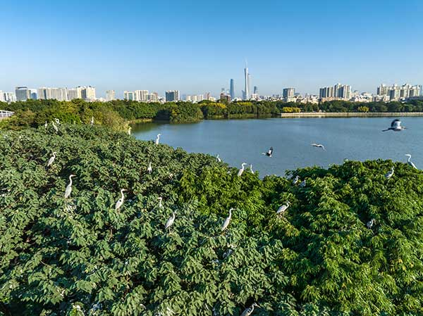 廣州海珠國(guó)家濕地公園一角。公園供圖