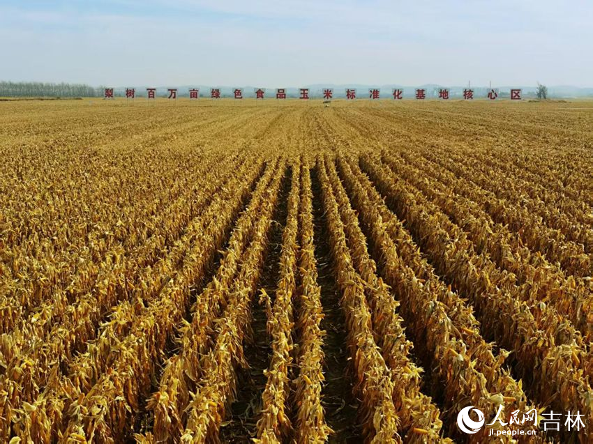 吉林黑土地上糧滿倉(cāng)（資料圖片）。人民網(wǎng)記者 王海躍攝
