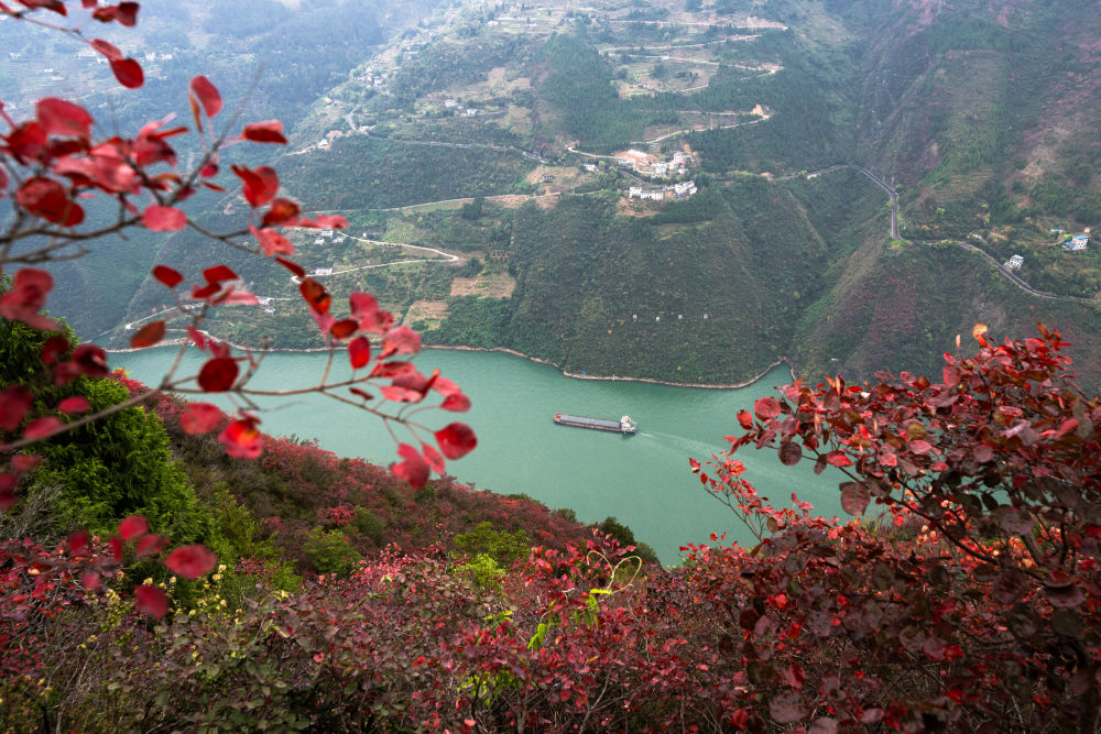 船舶行駛在紅葉掩映下的長(zhǎng)江三峽重慶市巫山縣水域（2023年11月30日攝）。新華社記者 肖藝九 攝