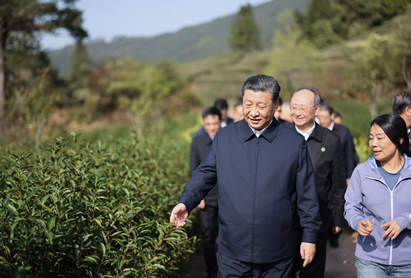 2021年3月22日下午，習(xí)近平在福建省南平市武夷山市星村鎮(zhèn)燕子窠生態(tài)茶園，察看春茶長勢，了解當(dāng)?shù)夭璁a(chǎn)業(yè)發(fā)展情況。