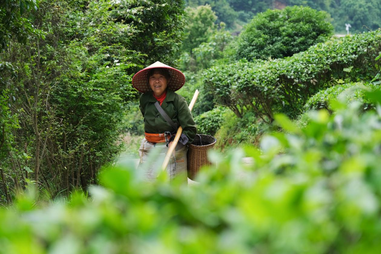 2024年4月24日，湖南省衡陽市耒陽市龍?zhí)伶?zhèn)江頭貢茶葉種植專業(yè)合作社，村民在茶山采摘茶葉，實(shí)現(xiàn)了家門口就業(yè)。