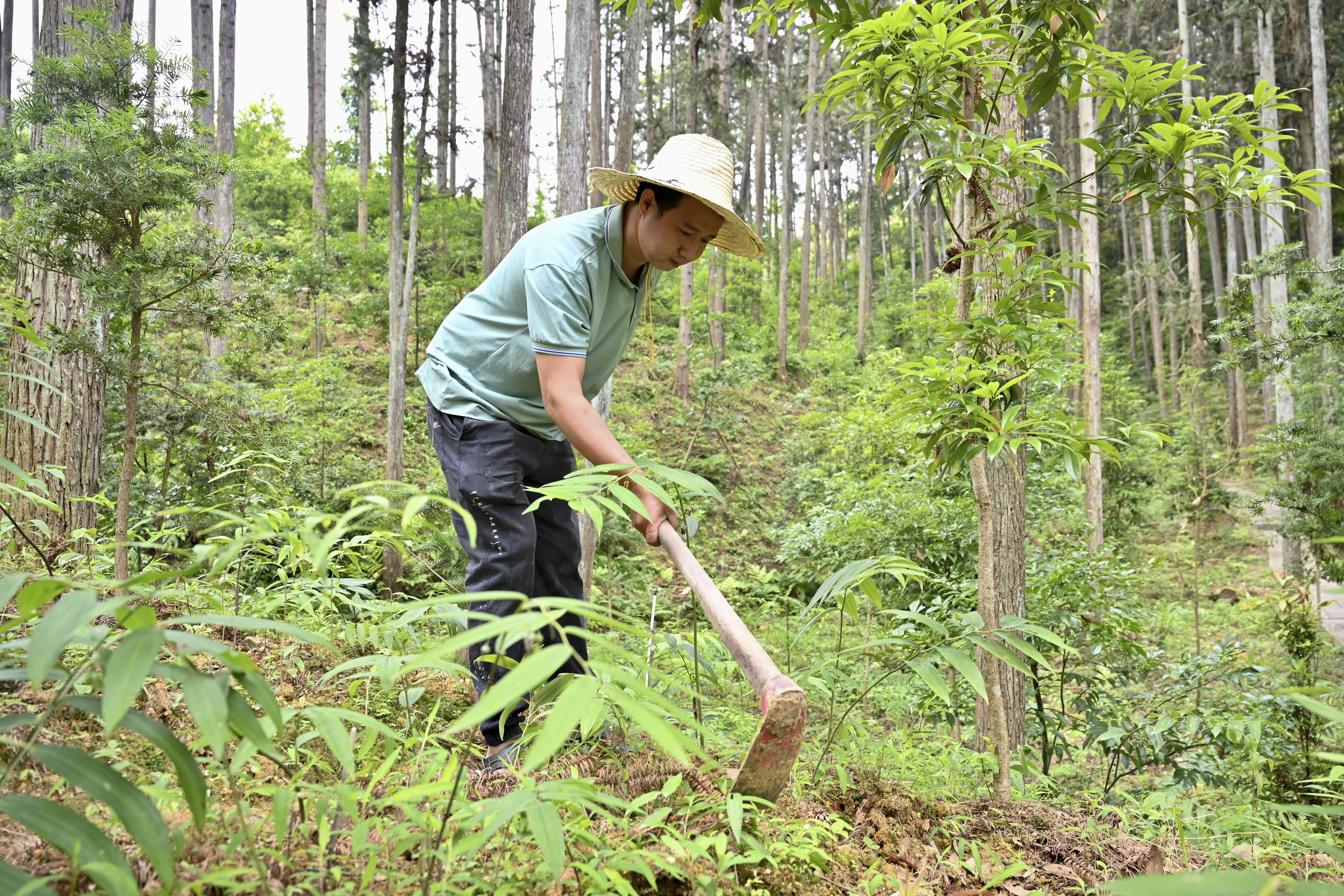 2024年5月9日，福建省三明市馬巖林下經(jīng)濟(jì)種植示范基地工人在管理林下種植的多花黃精。