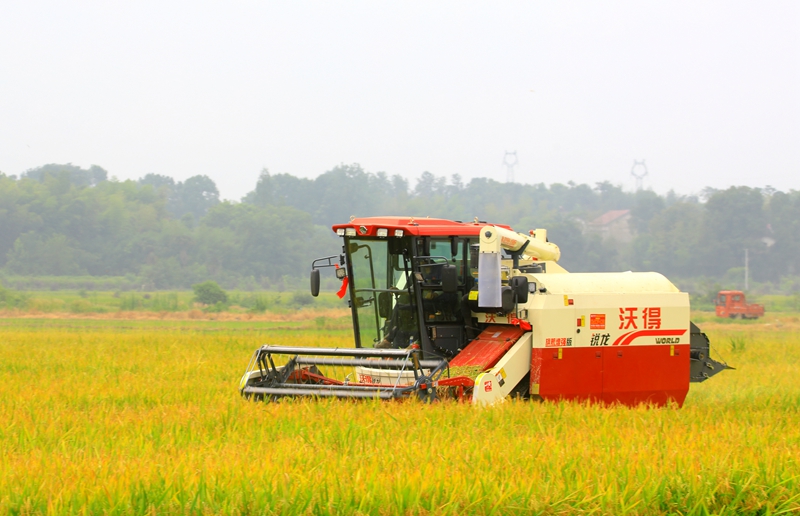 早稻收割忙，農(nóng)機(jī)來助力。常德市鼎城區(qū)融媒體中心供圖
