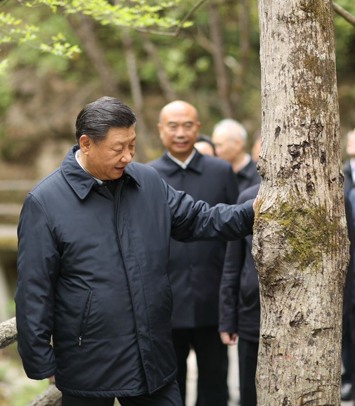 　2020年4月，習(xí)近平總書(shū)記來(lái)到位于商洛市柞水縣的秦嶺牛背梁國(guó)家級(jí)自然保護(hù)區(qū)，考察秦嶺生態(tài)保護(hù)情況。新華社記者 鞠鵬 攝