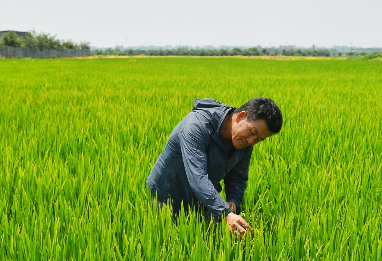 程夕兵在農(nóng)田里檢查水稻種植情況。人民網(wǎng)記者 周坤 攝