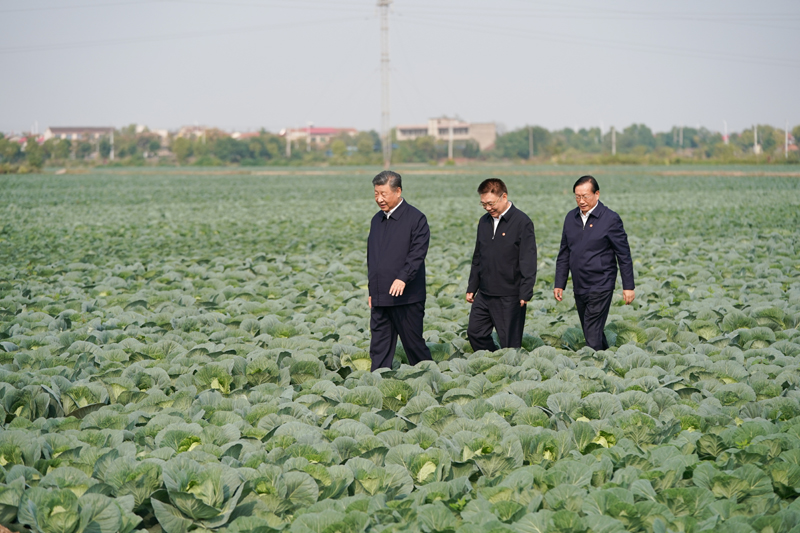2024年11月5日，習(xí)近平總書記在湖北嘉魚潘家灣鎮(zhèn)十里蔬菜長廊考察。