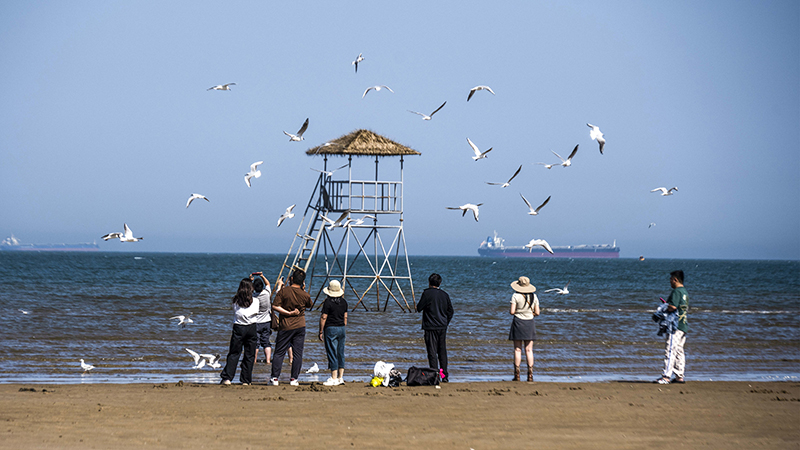 2024年5月12日，河北秦皇島，北戴河鴿子窩公園成群海鷗在天空中自由翱翔，與大海、藍天構(gòu)成了一幅美麗的畫卷。