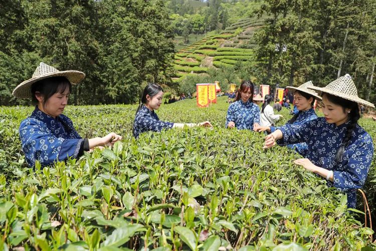 2025年4月13日，福建武夷山市星村鎮(zhèn)朝陽村茶農(nóng)在生態(tài)茶園展示采茶。新華社發(fā)（邱汝泉 攝）