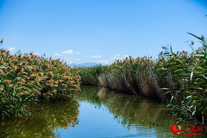 經(jīng)過(guò)治理的烏梁素海風(fēng)景秀美，蘆葦搖曳生姿。人民網(wǎng) 孟佳澍攝