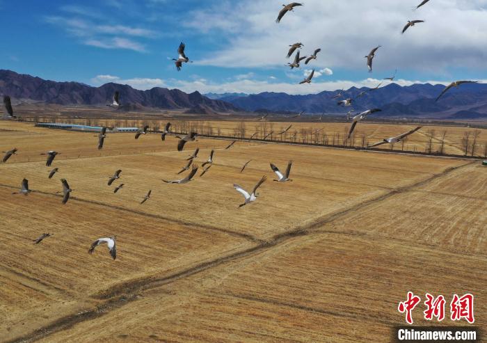 圖為黑頸鶴在拉薩市林周縣境內(nèi)飛翔?！∝暩聛硭?攝