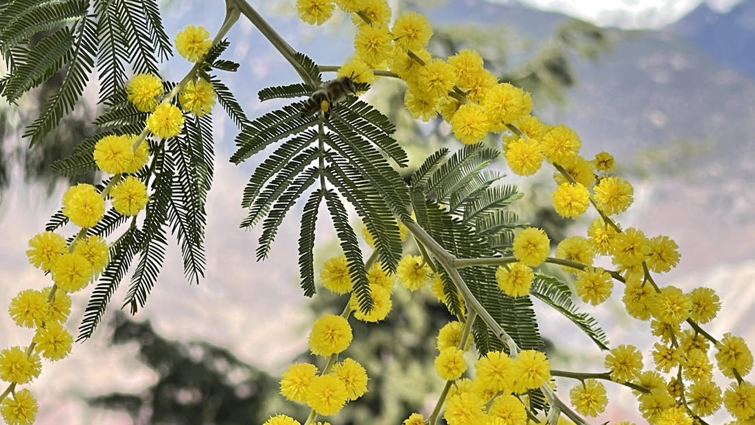 蜜蜂在金合歡花枝上休憩。