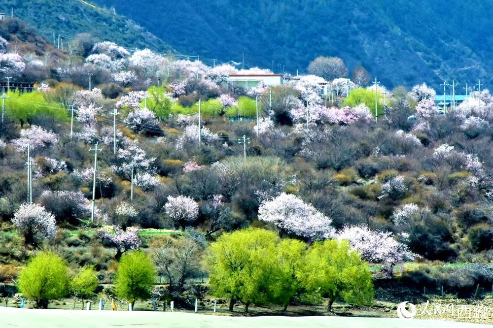 村莊掩映在桃花林中。人民網(wǎng) 李海霞攝