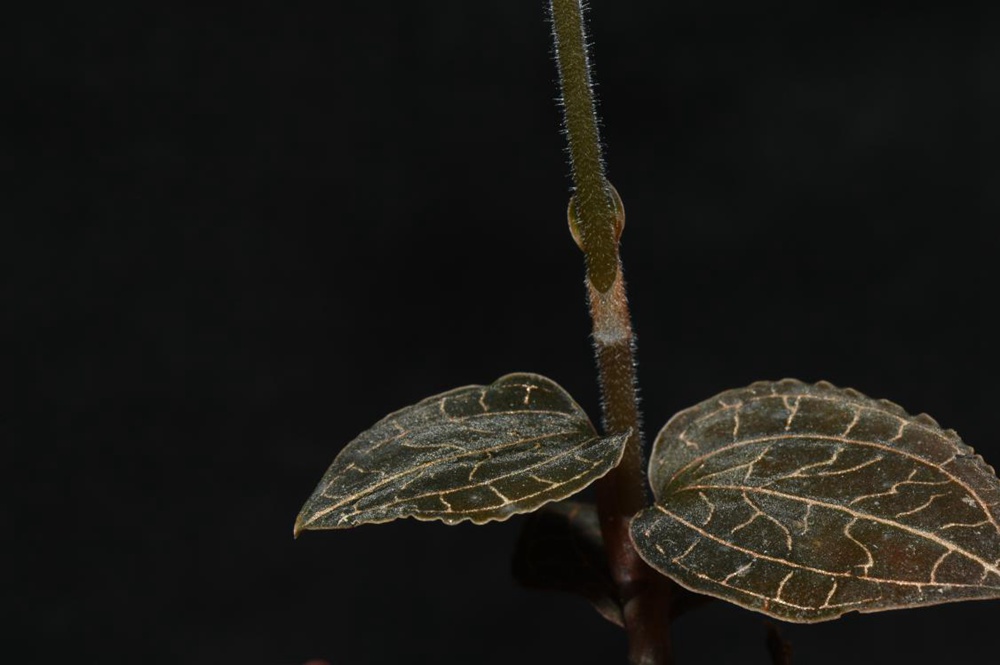 墨脫金線蘭。金效華攝