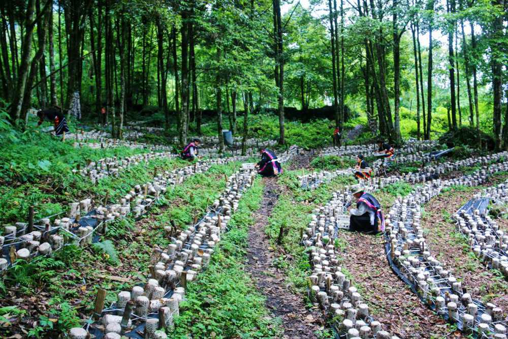 木耳種植基地。次仁央宗攝