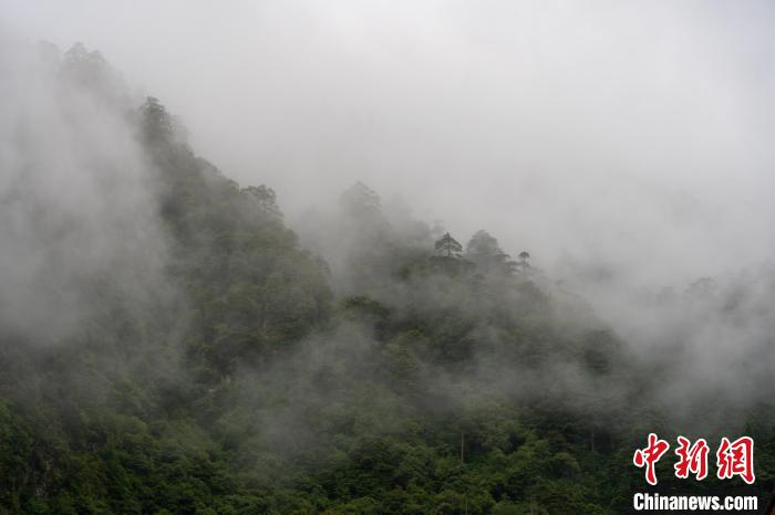 雨后勒布溝的云霧?！〗w波 攝