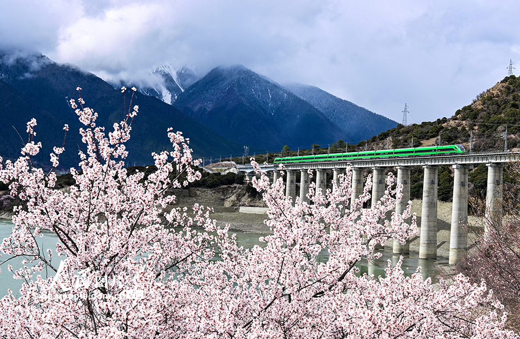 西藏林芝：雪域高原列車穿越花?！?】