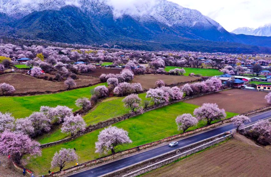 波密縣傾多鎮(zhèn)如納村盛開的桃花。徐馭堯攝