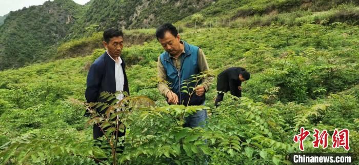 圖為張金利調(diào)研適合阿拉村種植的農(nóng)作物，經(jīng)過不斷改良技術(shù)后，產(chǎn)量大大提高。(資料圖)甘肅省水利廳供圖